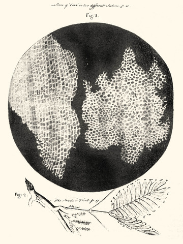 Hooke's Discoveries