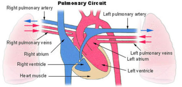 Sistema circulatorio pulmonar