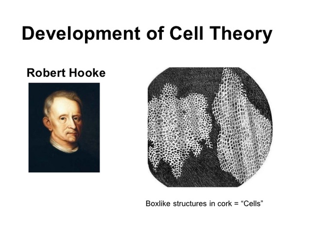 Hooke cell theory