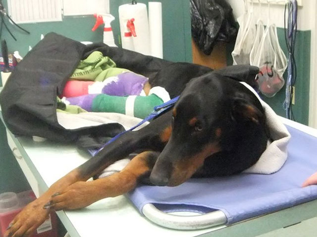 se muere por enfermedad