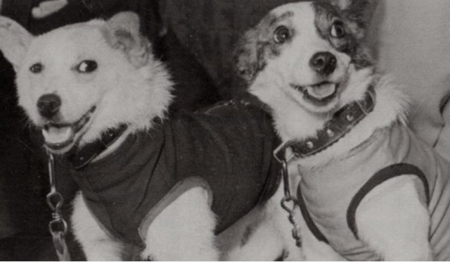 First Animals in Space