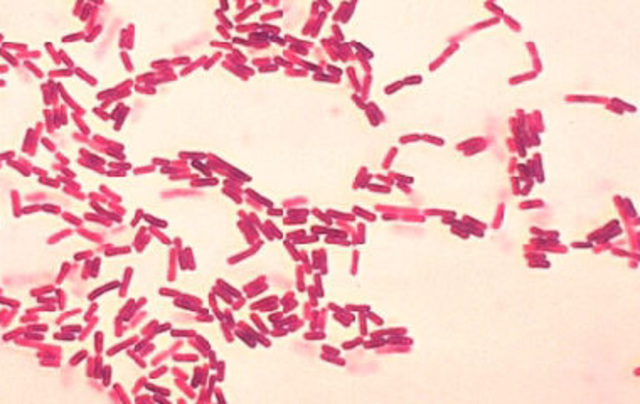 BACILLUS