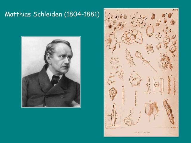 Matthias Jakob Schleiden