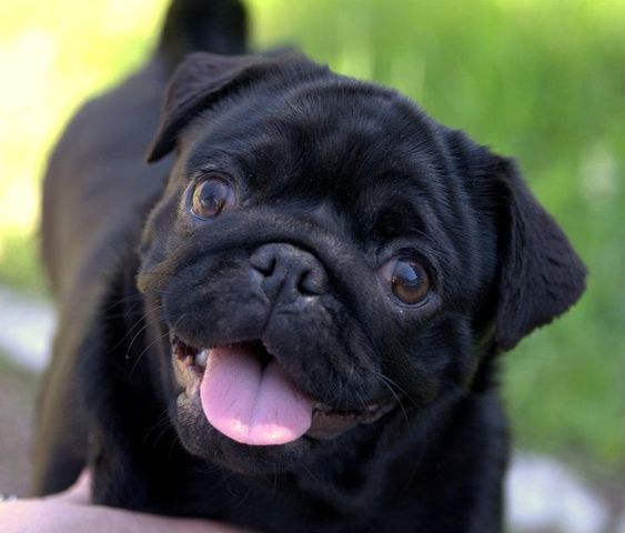 We got my dog Bentley