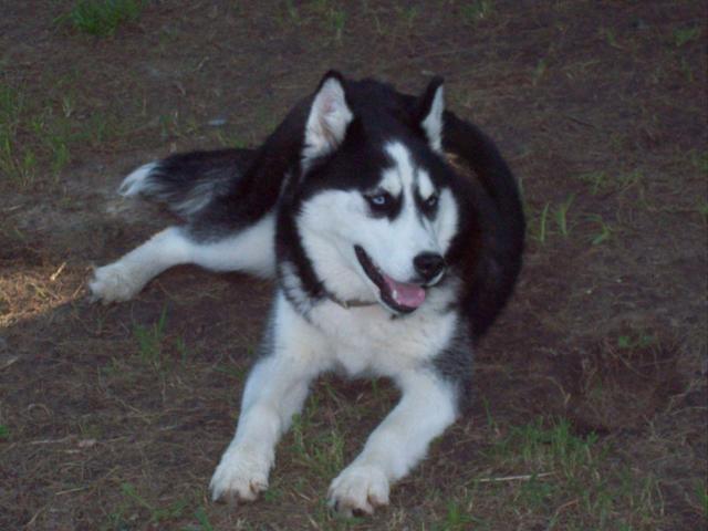 Arrival of first pets