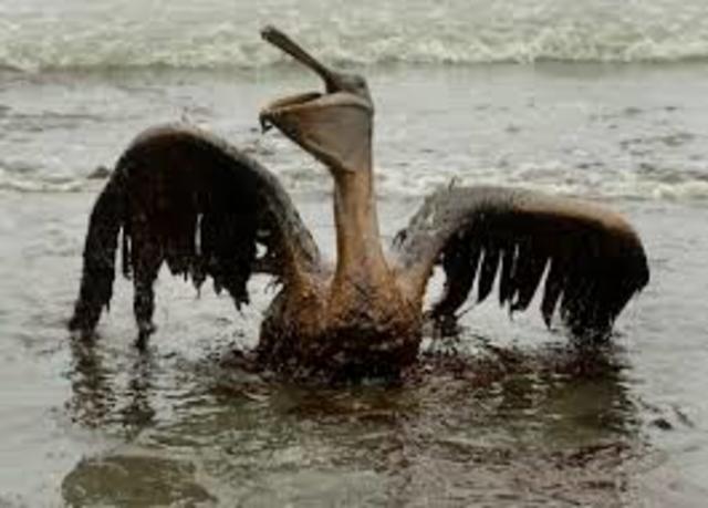 Gulf of Mexico Oil Spill