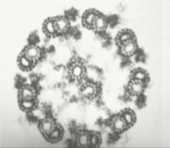 Antonie van Leeuwenhoek