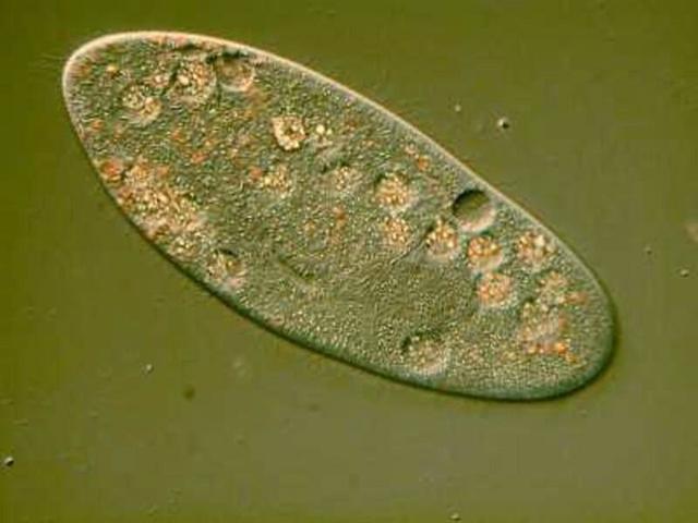 Leeuwenhoek Cell Theory