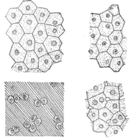 Matthias Jakob Schleiden