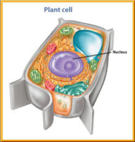 Brown Cell Theory