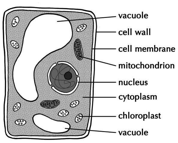 Schleidon Cell Theory
