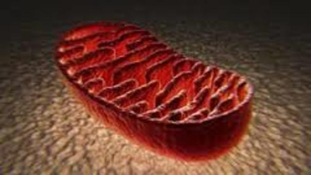 Robert Brown's Discover