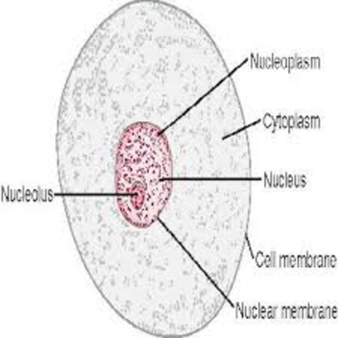 Schwann's Cell Theory