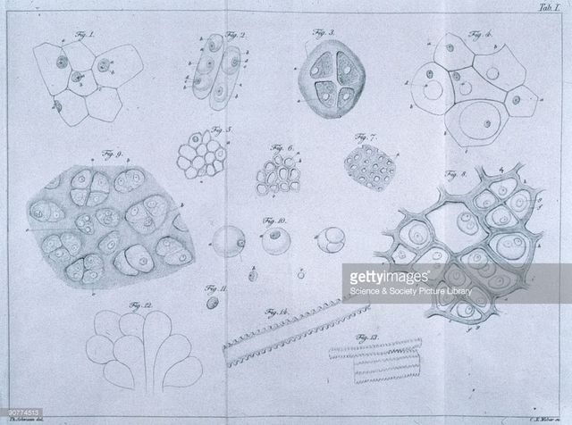 Theodor Schwann (Cont.)