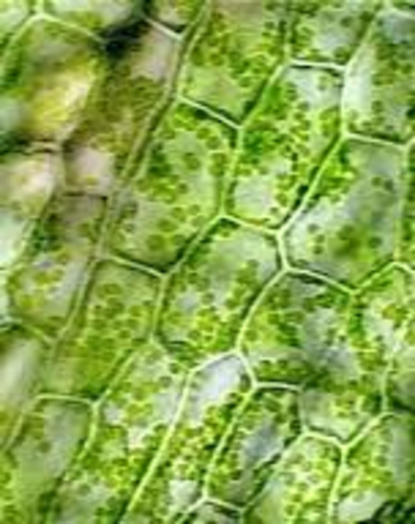 Schleiden's Cell Theory