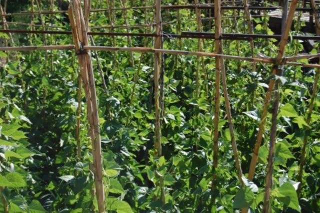 Se funda la Organización de las Naciones Unidas para la Agricultura y la Alimentación (FAO).