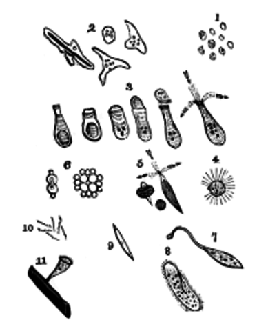 Leeuwenhoek