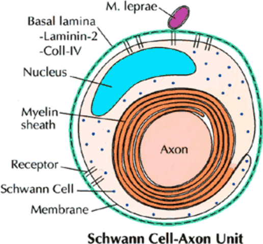 Matthias Schleiden and the Cell Theory