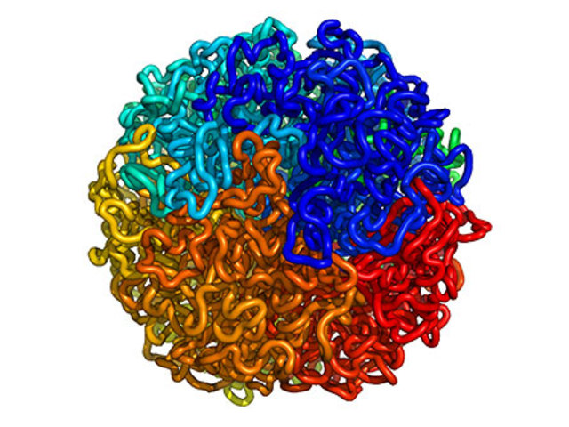 Leeuwenhoek, Antoni Van