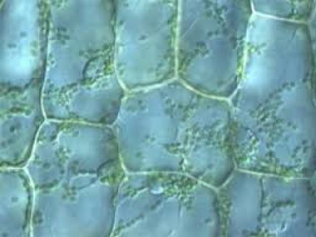 Schleiden, Matthias Jakob