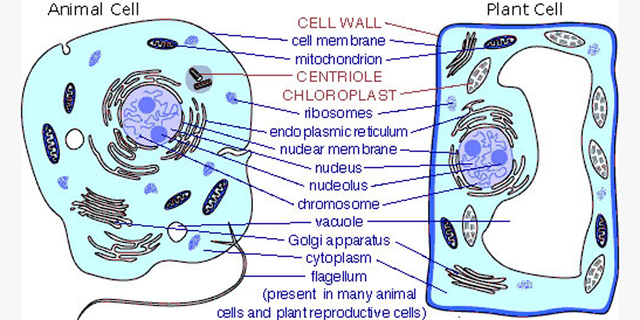 Schwann and Schleiden