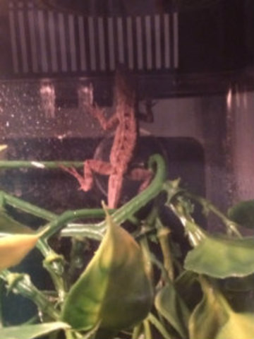 Long Live the Velociraptor.