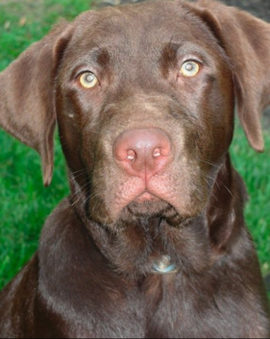 My Dog, Jack Bauer McGee