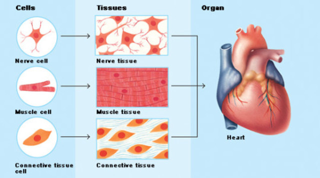 Schwann and Schleiden form Cell Theory