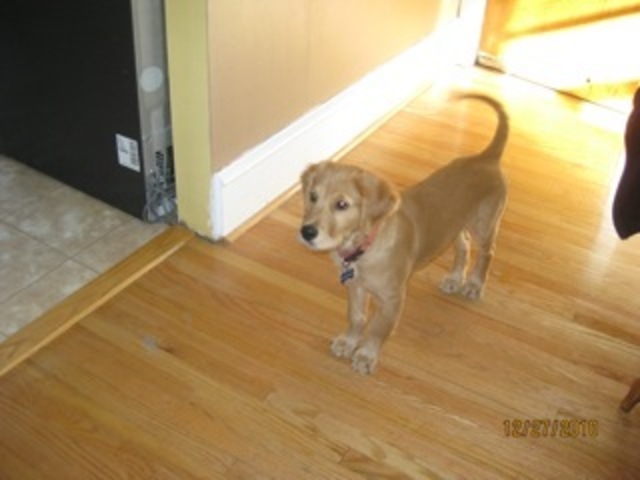 11. I get a dog for my birthday