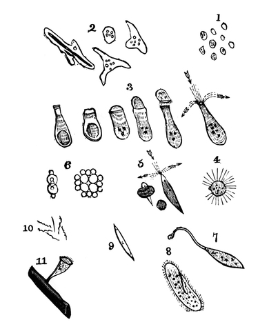 Antoni Van Leeuwenhoek- (1682)