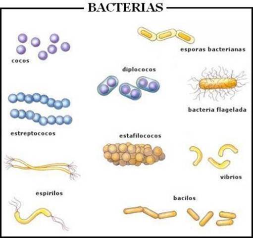 Primera clasificación de bacterias
