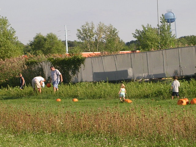 Pumpkin patch