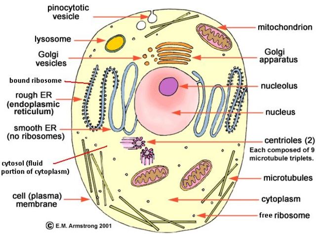 Schwann's Model