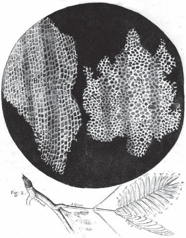 Robert Hooke