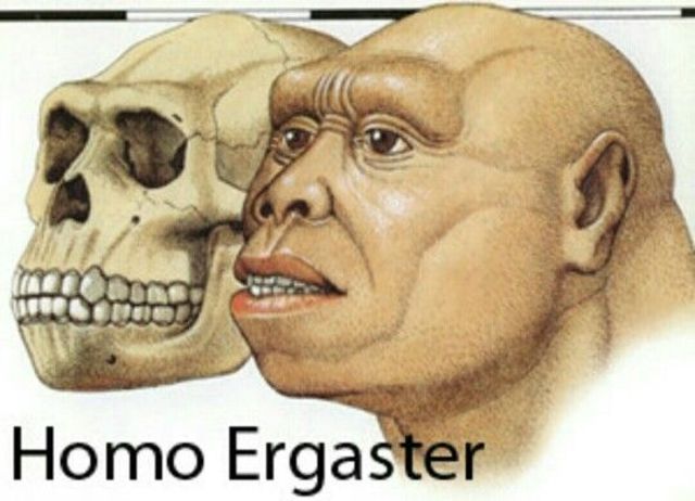 homo ergaster