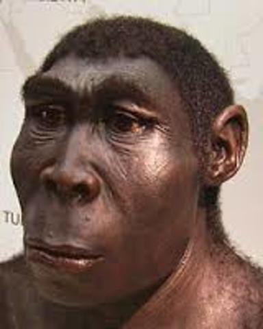 Homo erectus