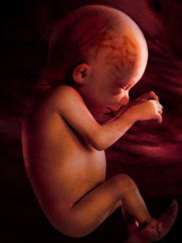 development at 24 weeks