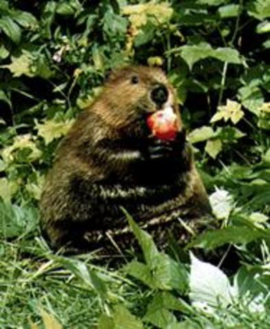 Hunting in the 1600s