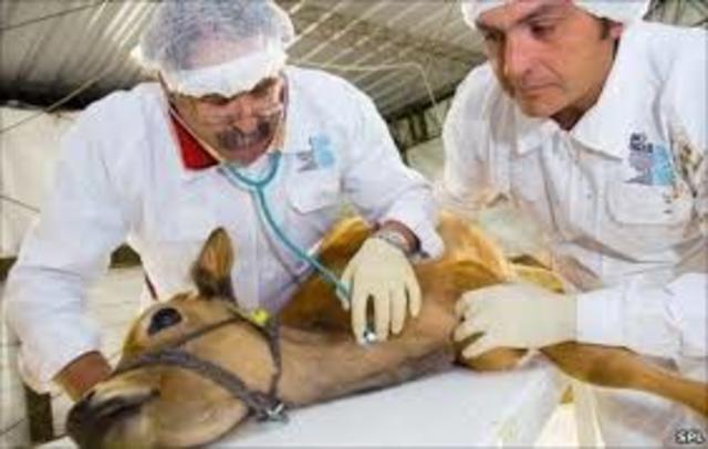 The Food and Drug Administration declares that food from cloned cattle, swine, goats, and their progeny is safe to eat.