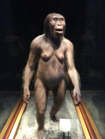 "LUCY" AUSTRALOPITHECUS AFARENCIS