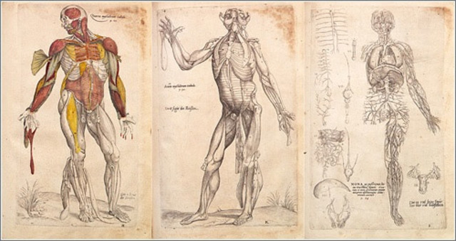 ANATOMÍA HUMANA