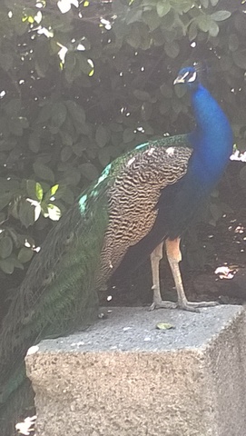 aveario del parque ecologico