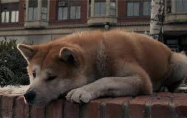 Hachiko waited and hoped that professor will return