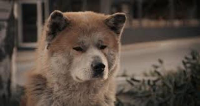 Hachiko's death