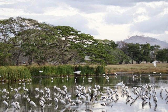 Refugio Natural de Vida Silvestre Tamarindo