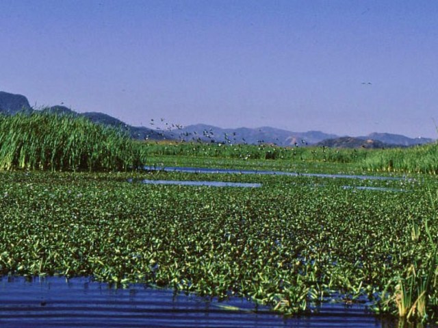 Humedal Laguna Palo Verde