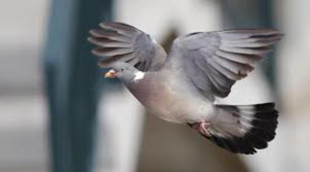 Le pigeon voyageur