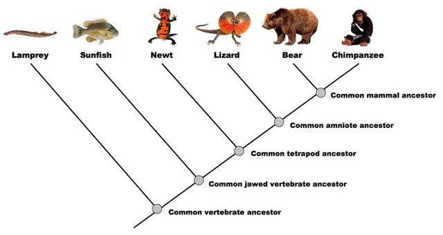 How do scientists know how different species are related?