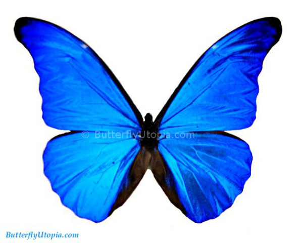 MorphOS