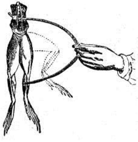 Experimento de Luigi Aloisio Galvani